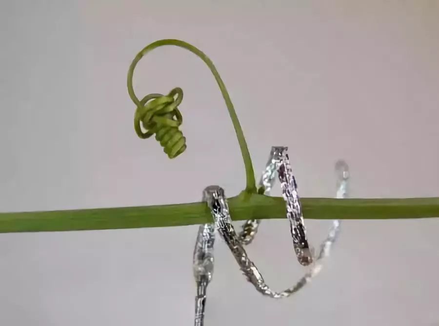 新創(chuàng)造！像藤蔓一樣攀爬的機(jī)器人